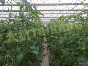 1574818987444867vf1s.png blob.png